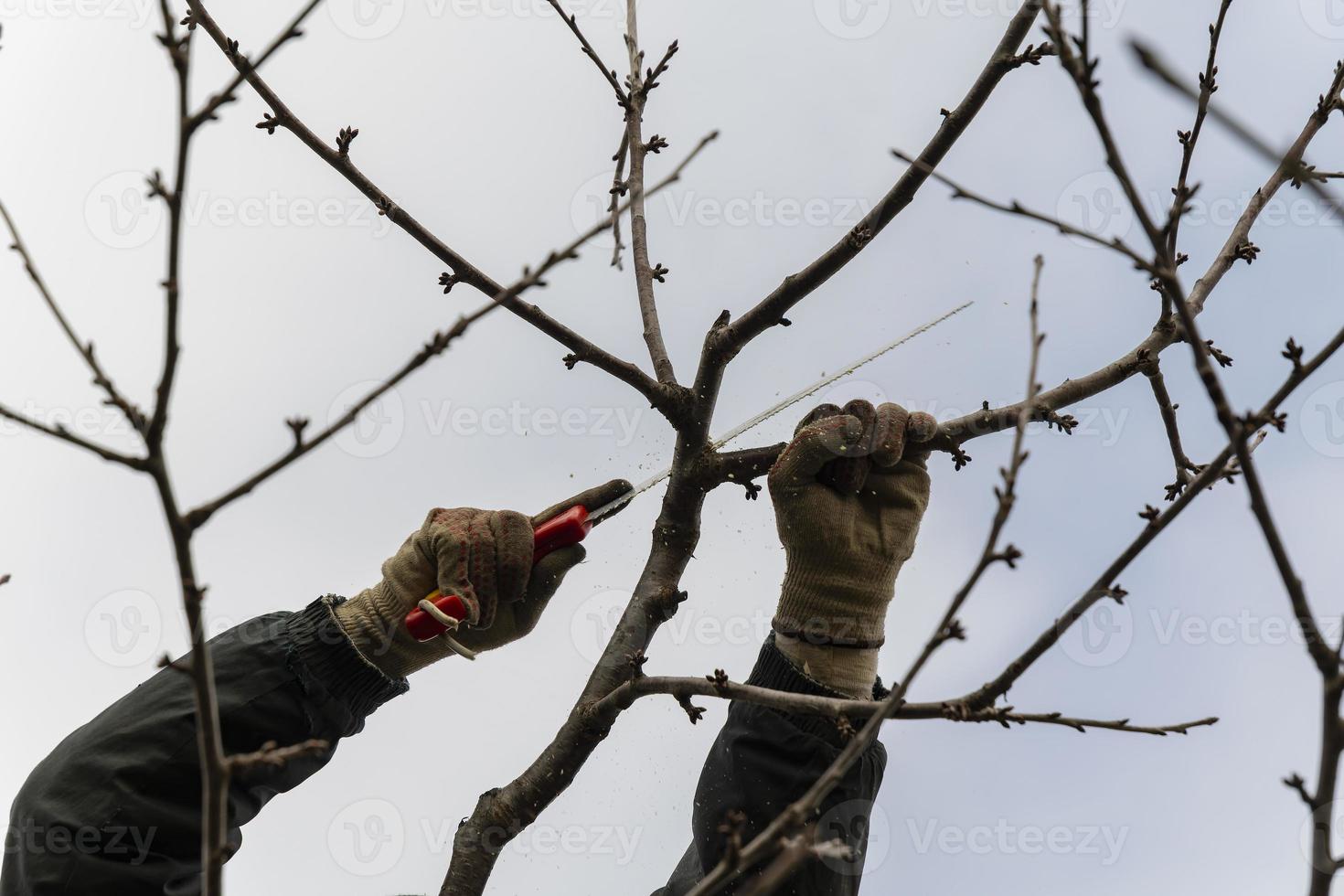 podar árboles frutales en el jardín con una sierra en otoño y primavera. una serie de imágenes. foto