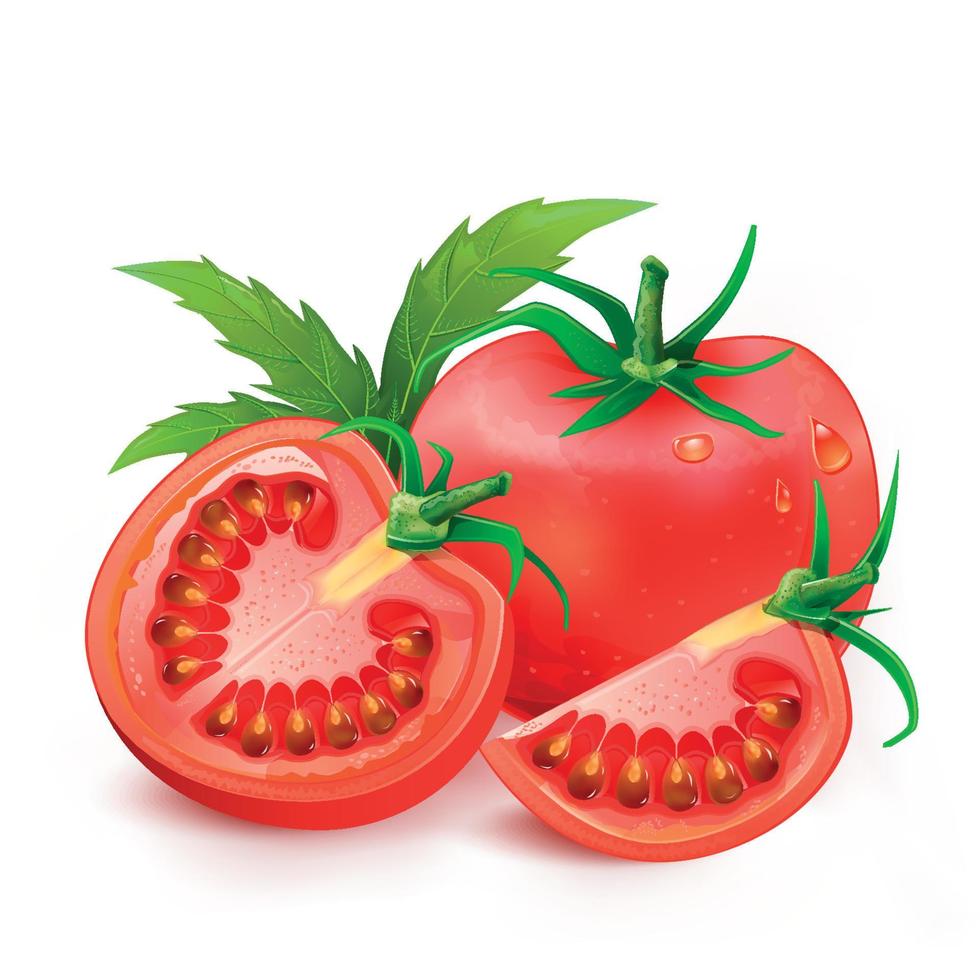 Tomatoes vector illustration