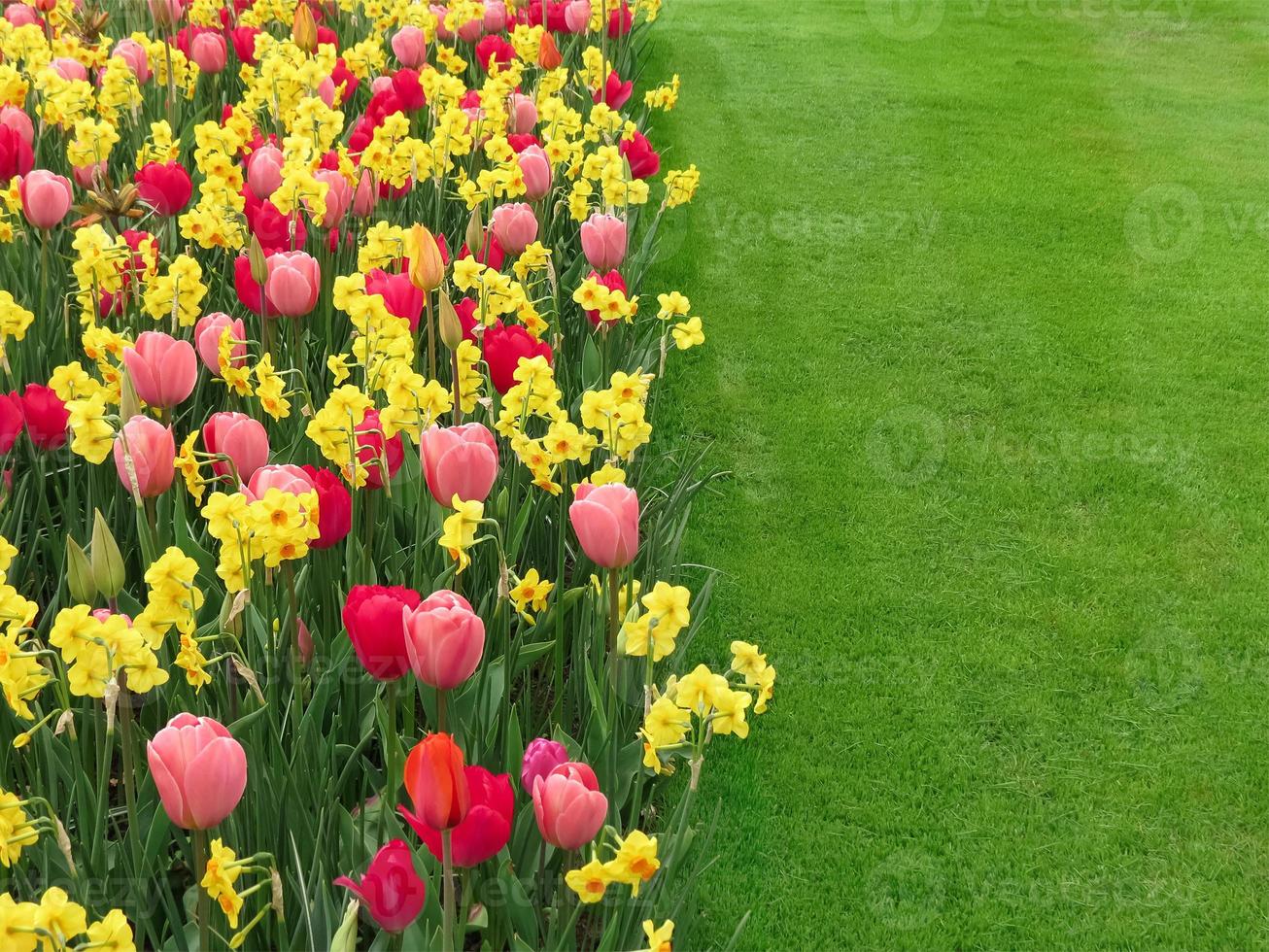 macizo de flores con tulipanes rosas y rojos y narcisos amarillos dispuestos en el parque. borde vertical suave, césped verde en la mitad derecha de la imagen, coloque el texto aquí. primavera. tarjeta de felicitación. foto