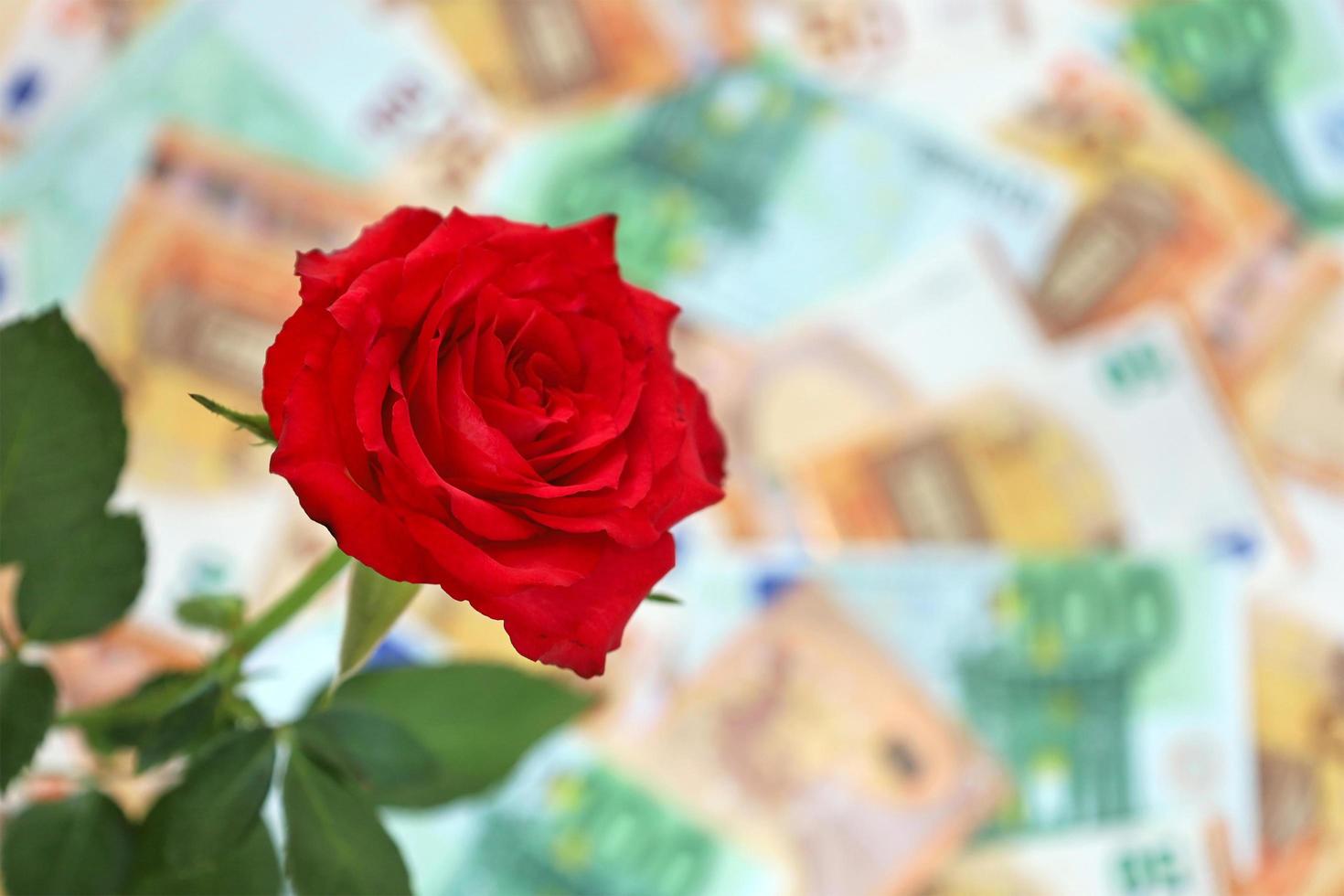 One red rose with green leaves selective focus on blurred 50 and 100 euro banknotes background. Sopping, prices, sales, discounts, holiday gifts, congratulations. Money concept. Place for text. photo