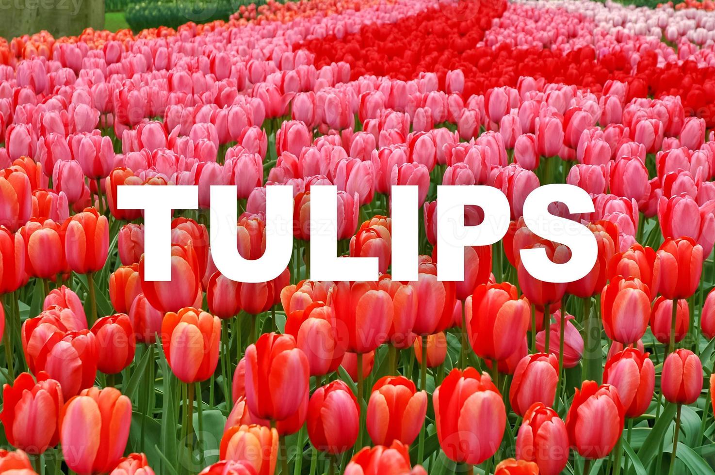 The word Tulips is written in white capital letters in center of blurred flowers background. Colorful red and pink tulips planted in rows. Defocused image with text. photo