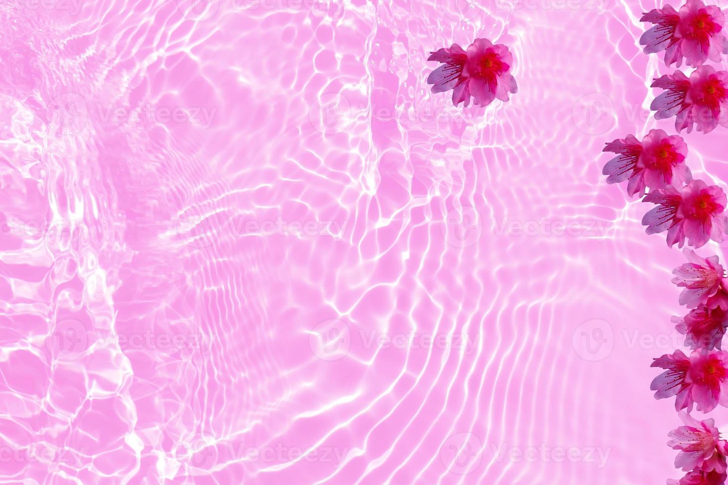 Defocus blurred transparent pink colored clear calm water surface texture with splashes and bubbles with cherry flower. Trendy abstract nature background. Pink water waves in sunlight with copy space. photo
