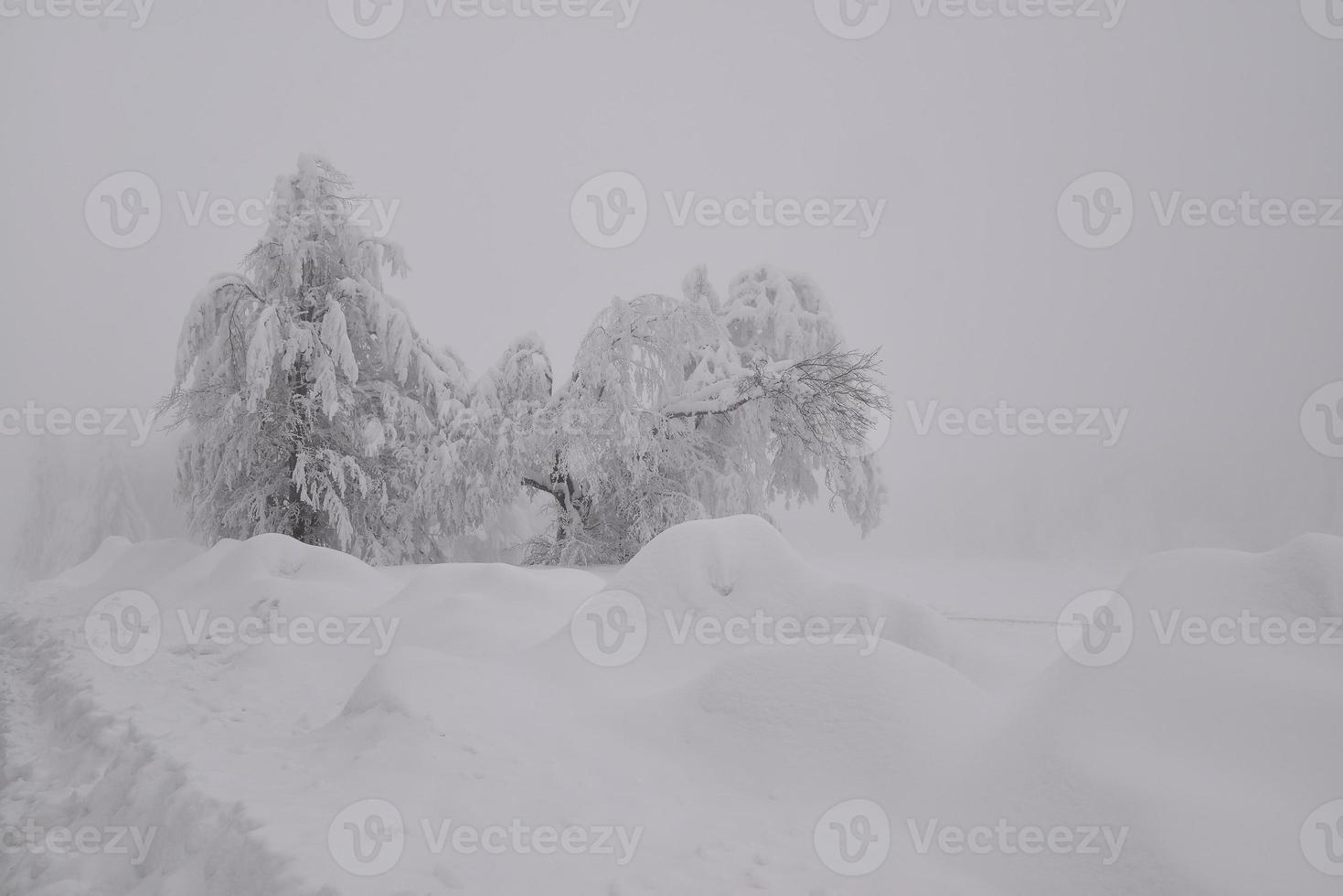 mountain forest landscape on a foggy winter day photo