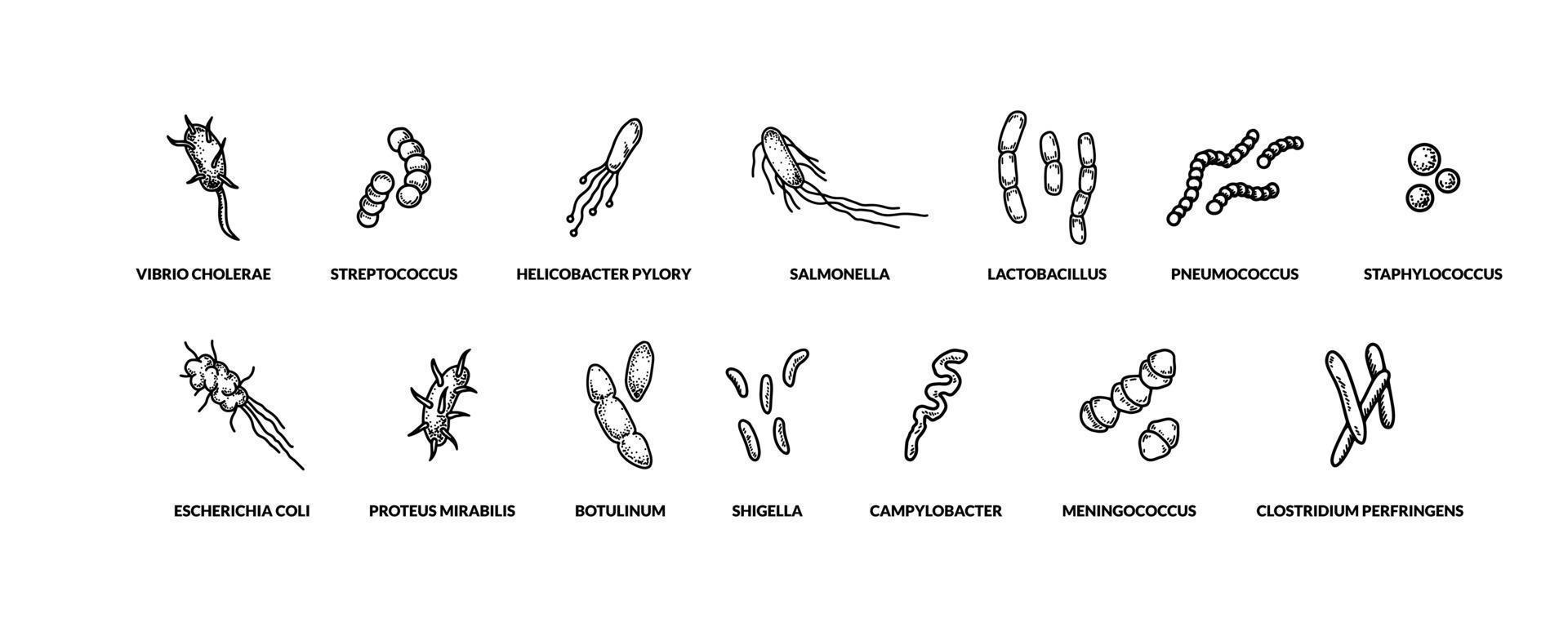 Set of hand drawn different types of bactreias. Vector illustration in sketch style. Realistic scientific drawing