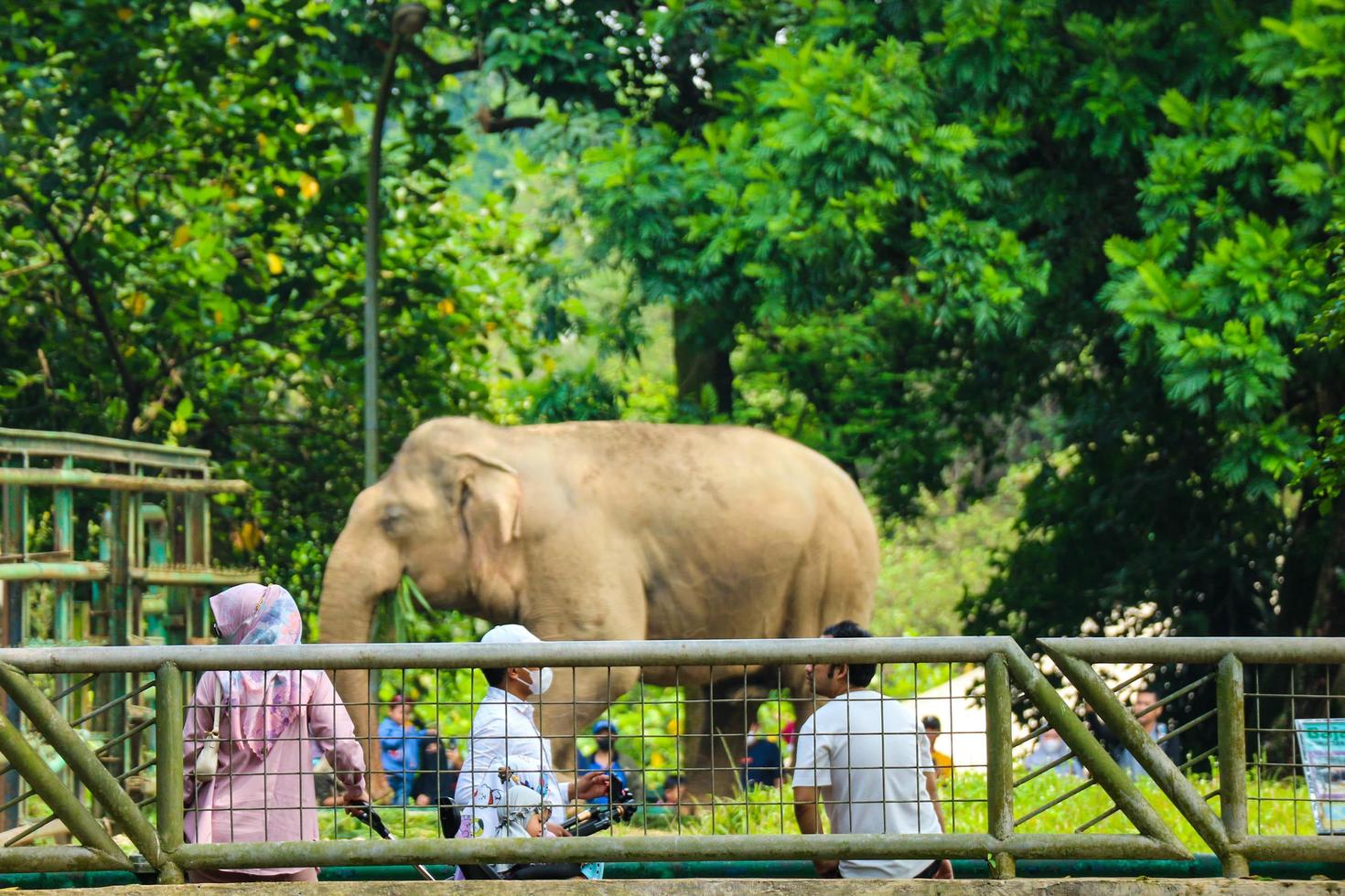 Jakarta, Indonesia in December 2022. The Zoo in Ragunan is one of the favorite places for small and large families photo