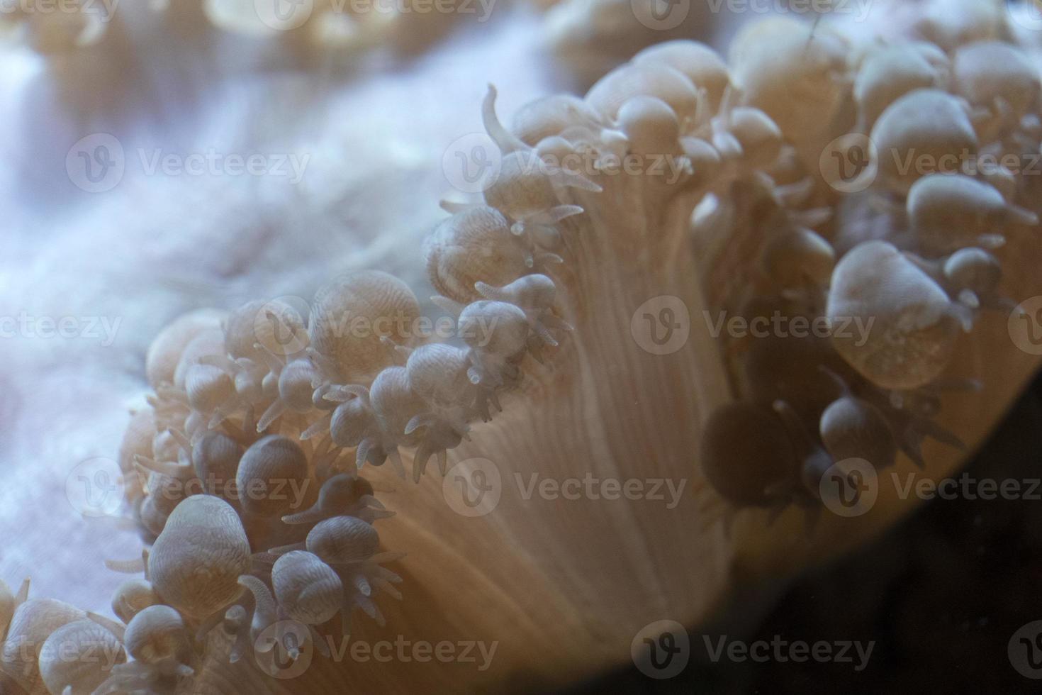 hard coral polyps detail photo