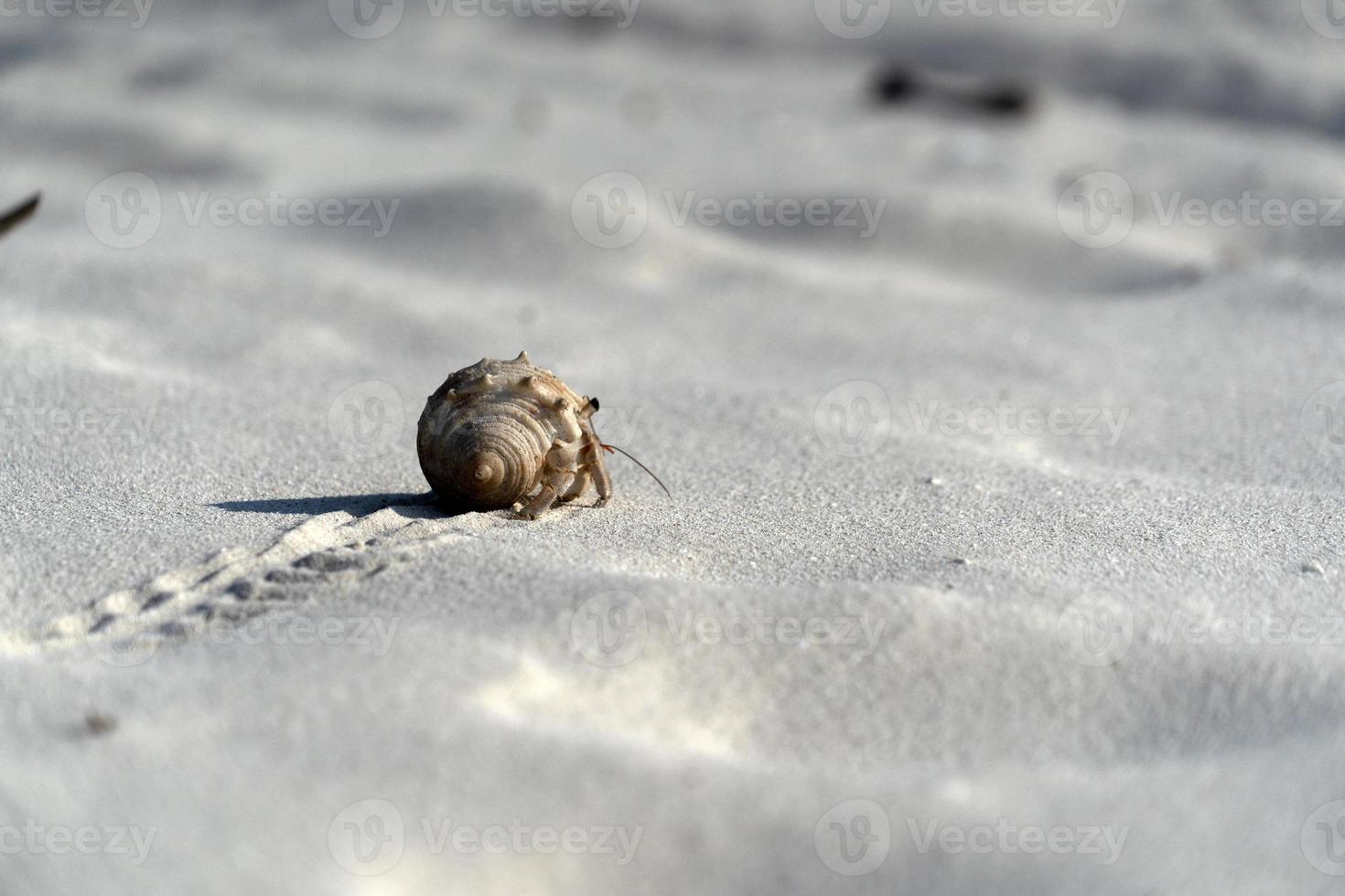 Hermit crab on white sand tropical paradise beach photo