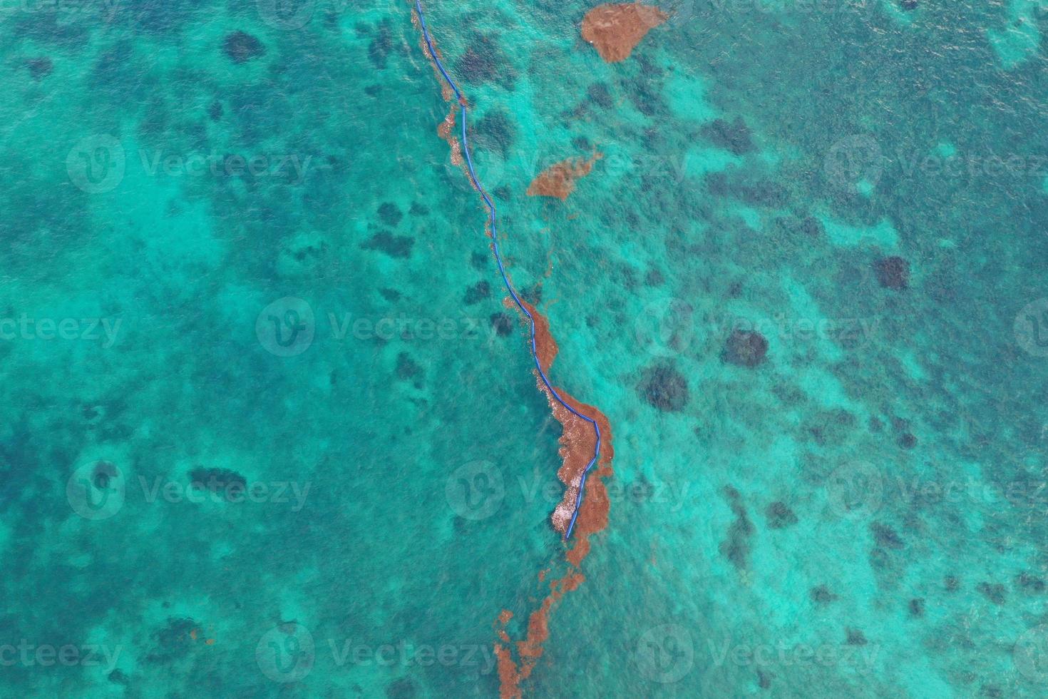 caribbean sea covered by sargasso algae in Tulum photo