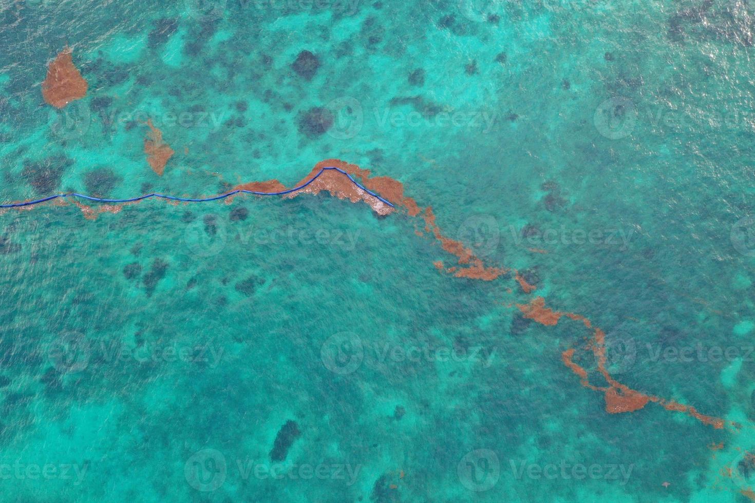 caribbean sea covered by sargasso algae in Tulum photo