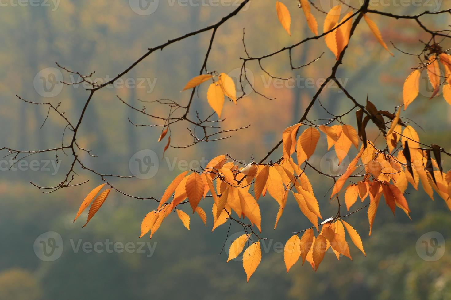 Close-Up Of Maple Leaves During Autumn photo