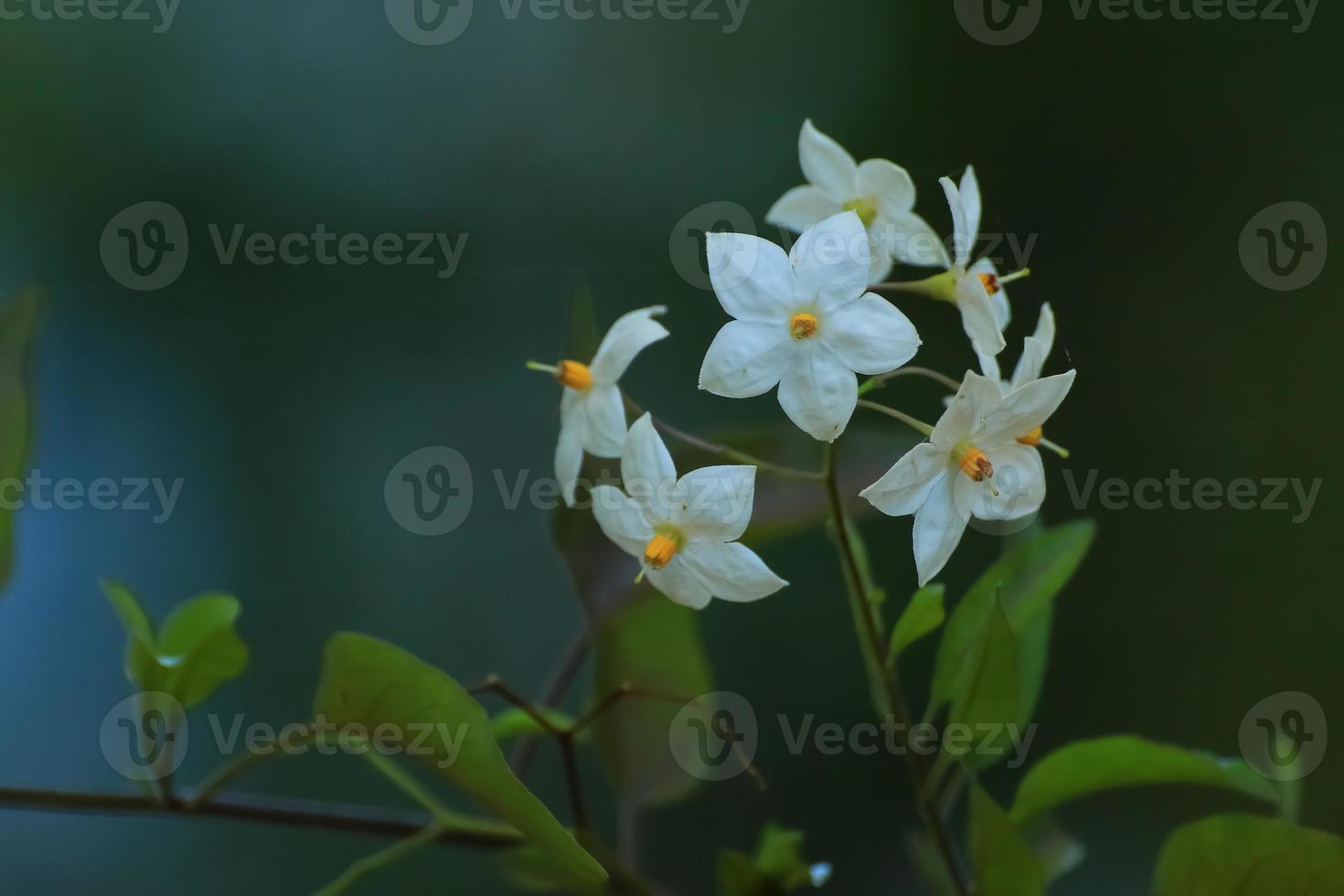 Closeup of beautiful white flowers in the park photo