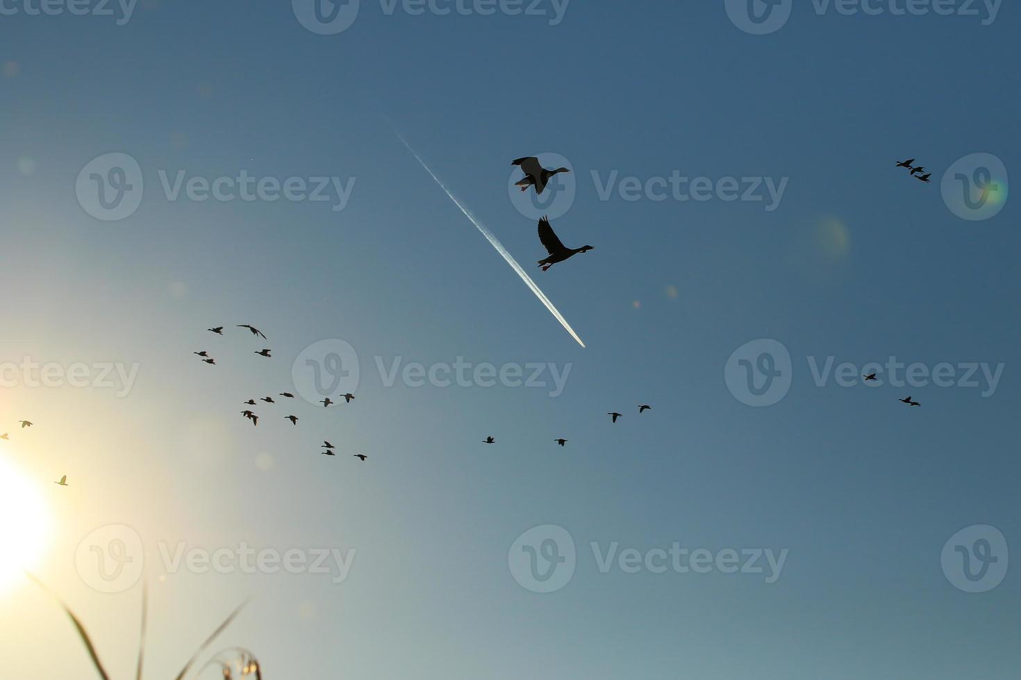 flock of wild geese silhouette on a sunset sky photo