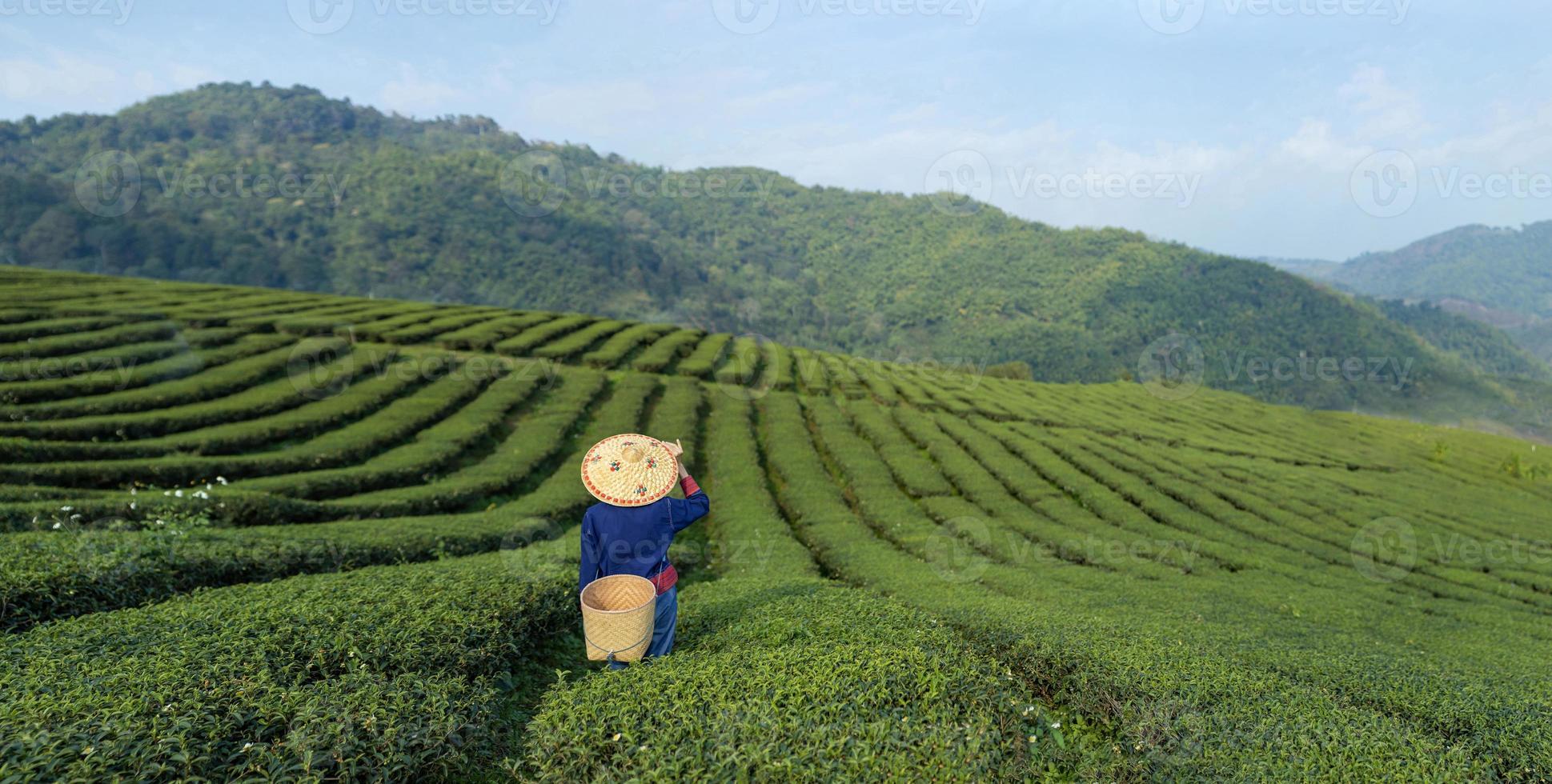 Asian woman in traditional cloth picking fresh tea leave in the morning in her hill side tea farming and plantation business concept photo