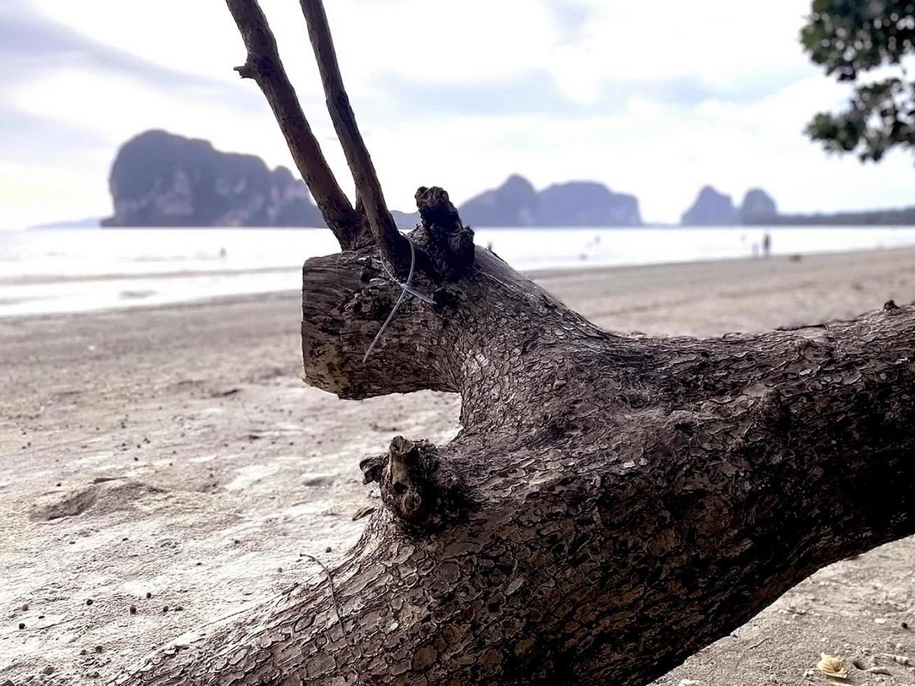 Close-up of the surface of the big tree by the sea. photo