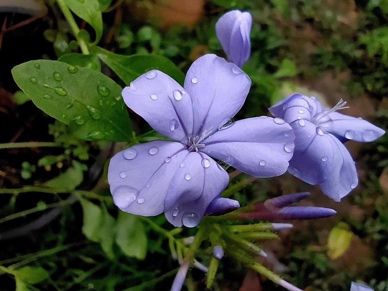 macro de una hermosa plumbaginaceae en un día lluvioso. foto