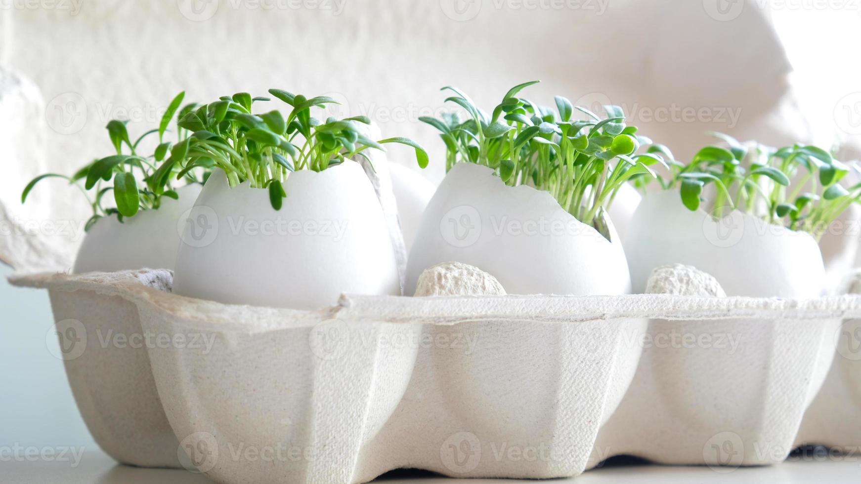 Fresh microgreens watercress grows in an white egg shell in paper egg box. Vegan and healthy eating concept. Creative eco concept. Zero waste. Close-up. Easter banner. photo