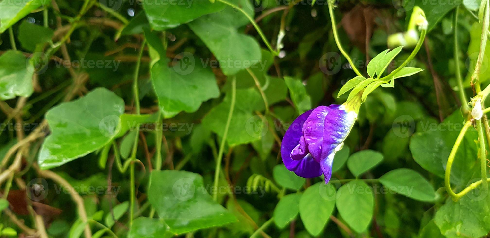 frescura azul, púrpura o flor de guisante con hojas verdes fondo borroso y espacio de copia. hierba, alimento, herbario y belleza de la naturaleza. el nombre cientifico de la flor es clitoria ternatea l foto