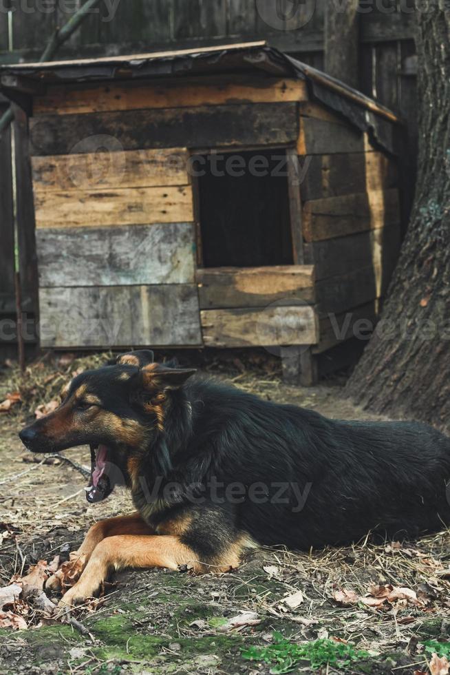 Close up yawning dog lying on ground concept photo