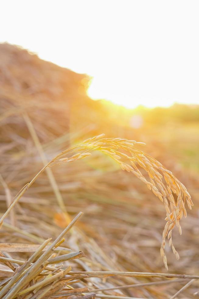 close up of rice photo