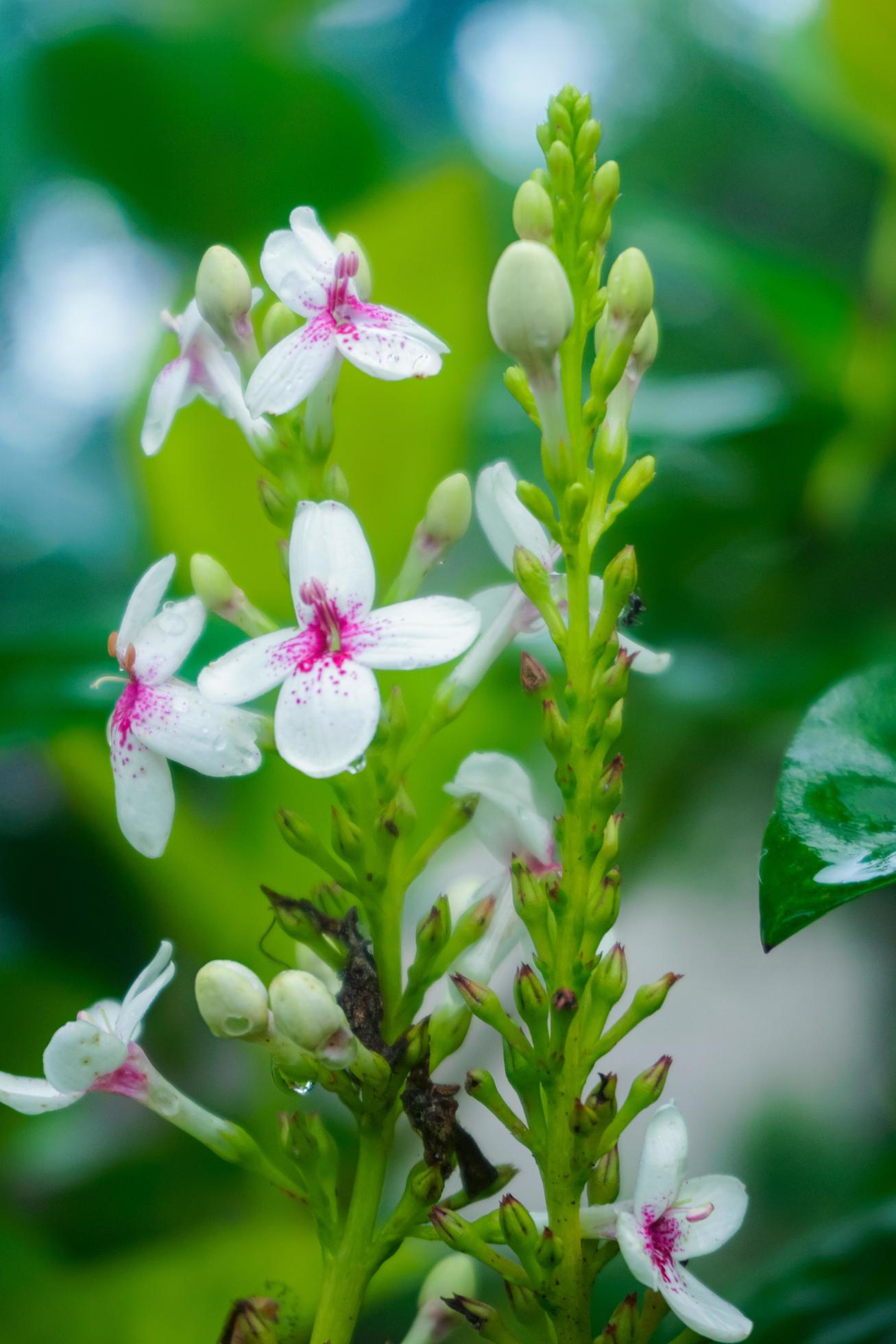 grape fruit flower 02 18740345 Stock Photo at Vecteezy