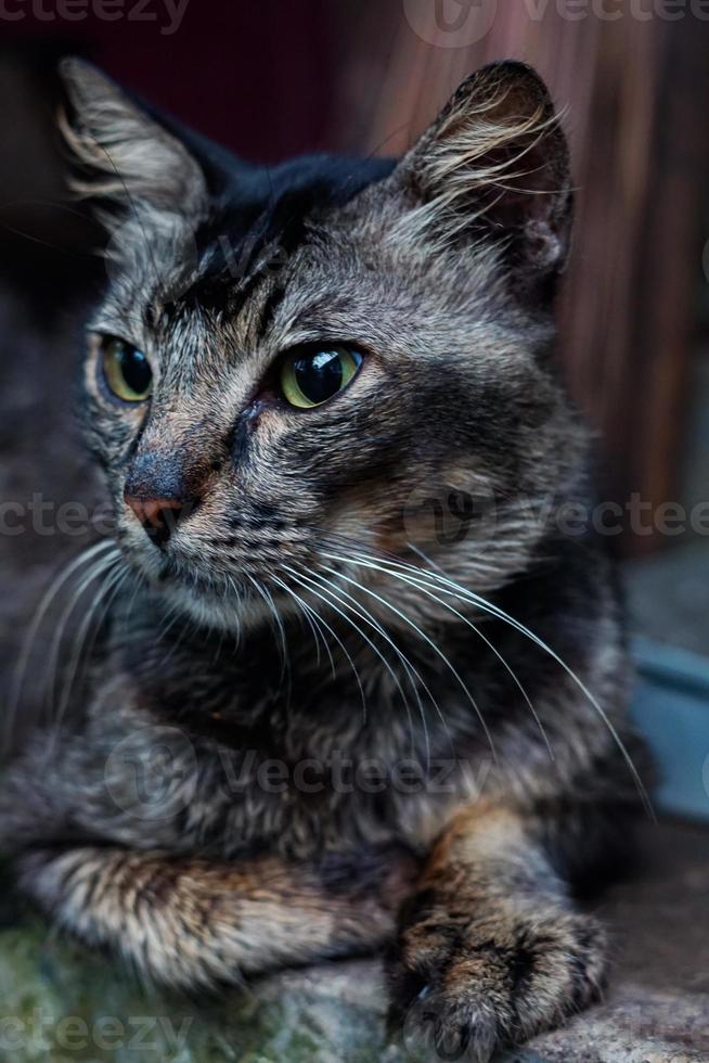 close up portrait of a cat photo