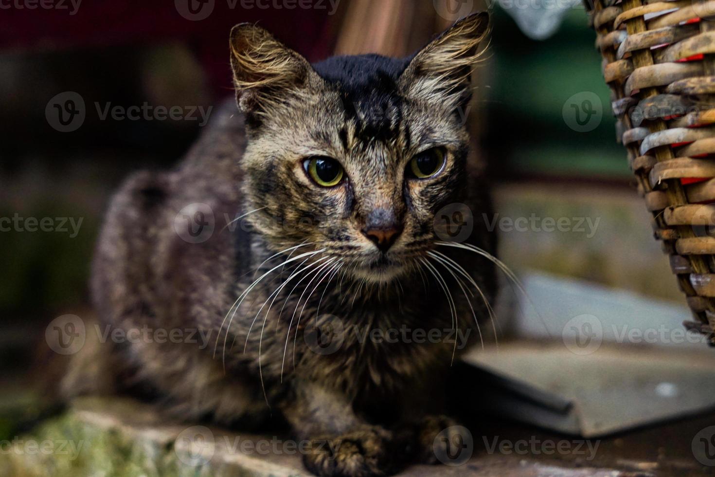 portrait of a cat photo