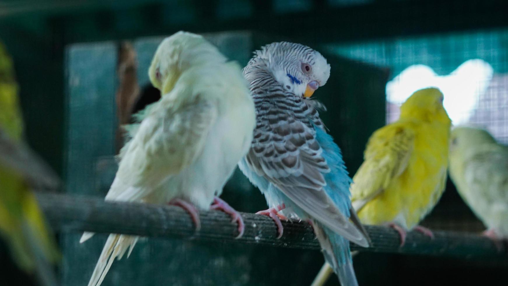 The parkite bird inside the aviary cleans feathers with its beak in the morning 03 photo