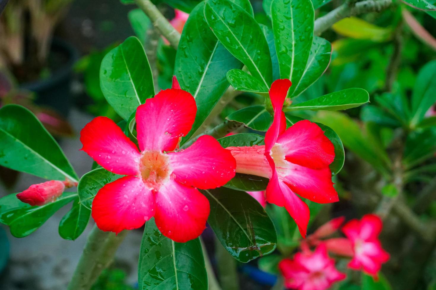red adenium flower photo