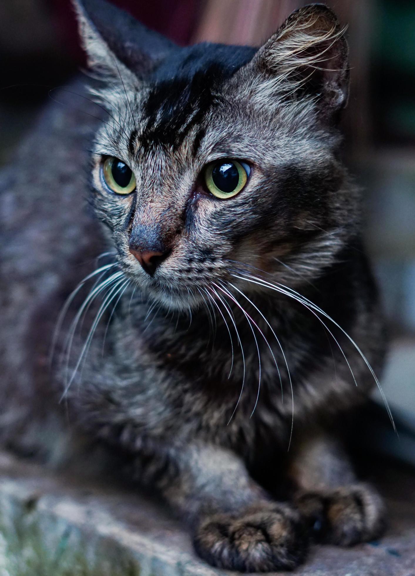 Accomplished Hunter Village Cat, Loves to Catch Mice in the House 18740375  Stock Photo at Vecteezy