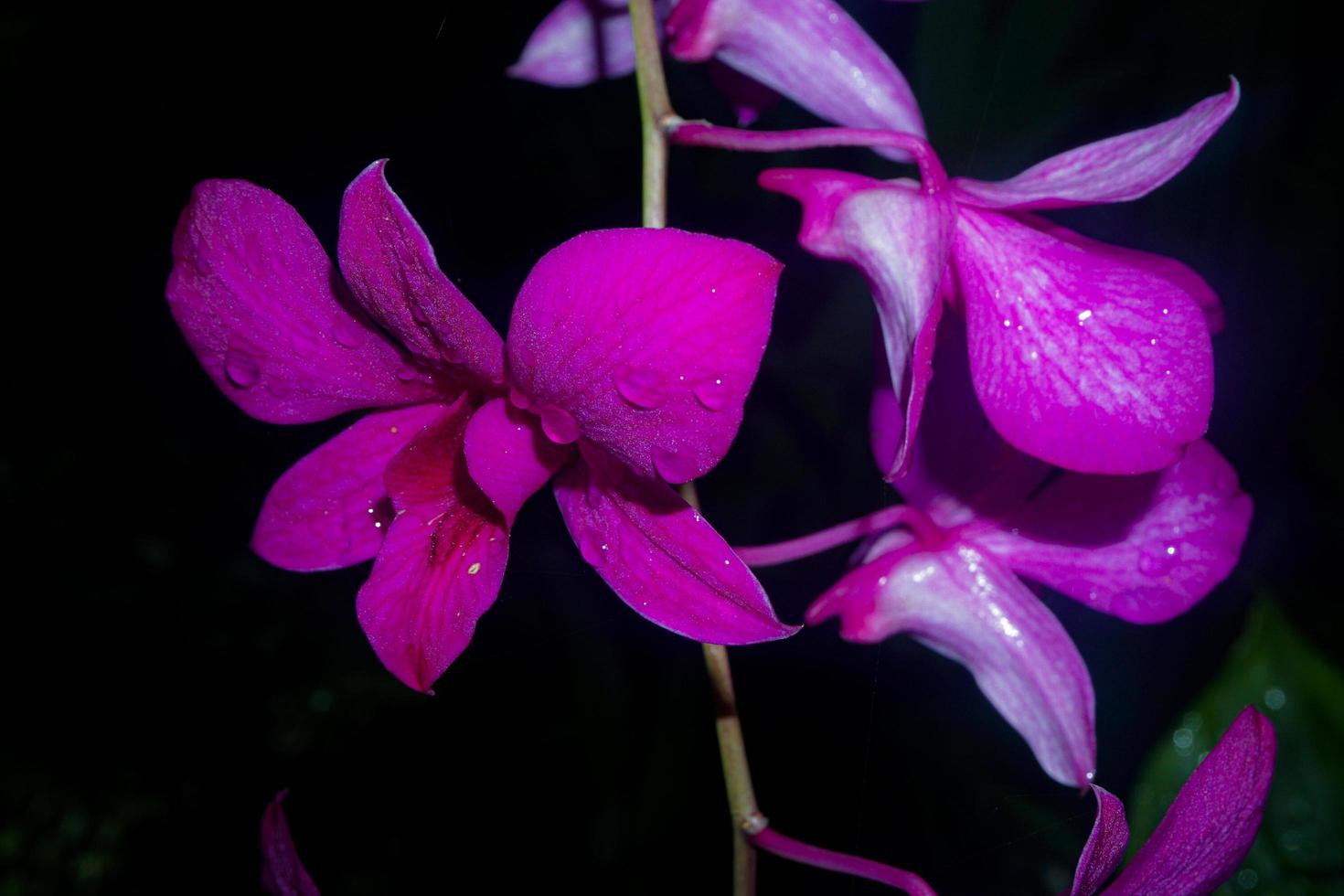 fondo de árbol de orquídeas. foto