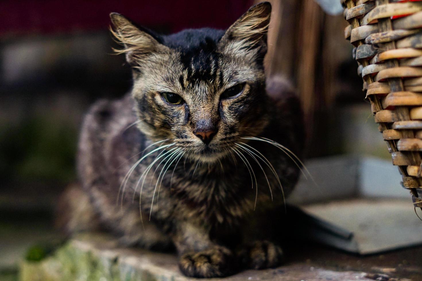 Accomplished Hunter Village Cat, Loves to Catch Mice in the House - stock photo