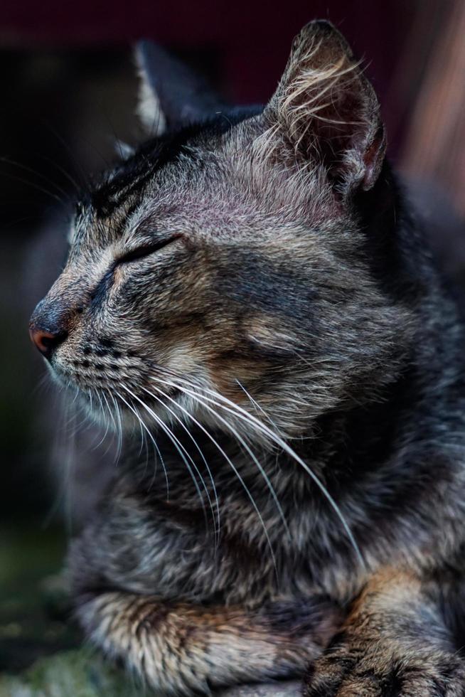 el gato esta dormido, el gato javanés es muy salvaje pero a este gato le gusta ayudar a cazar ratones foto