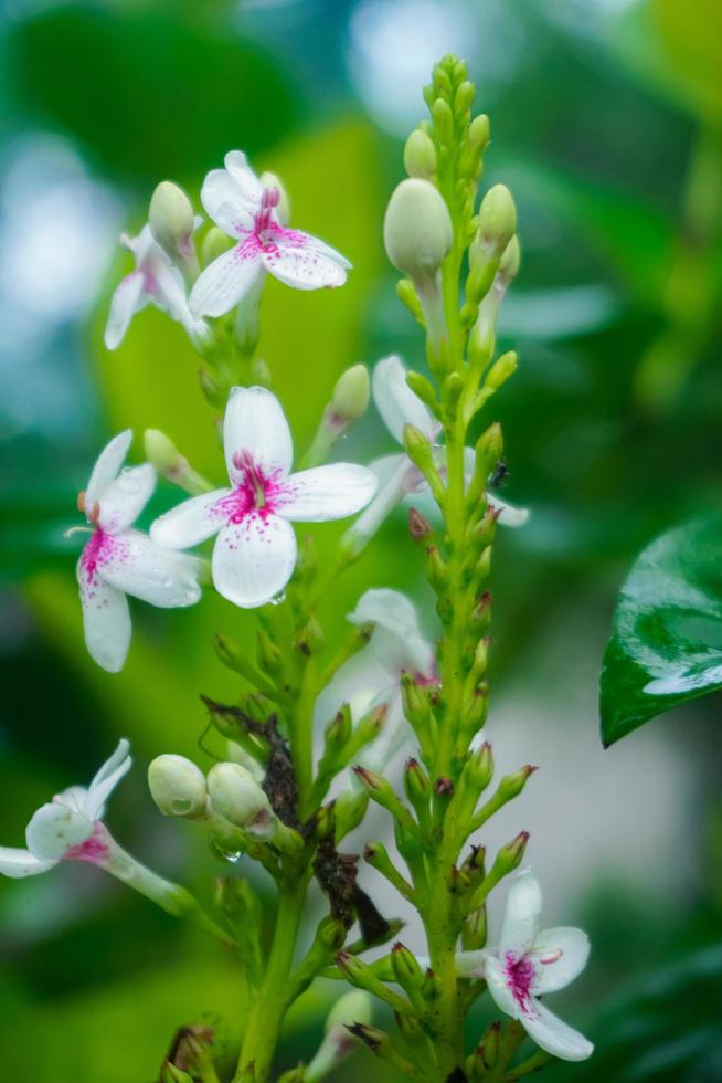 flor de la fruta de la uva 01 foto