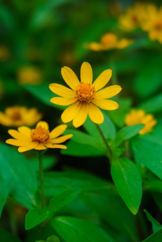 yellow flowers in the garden photo