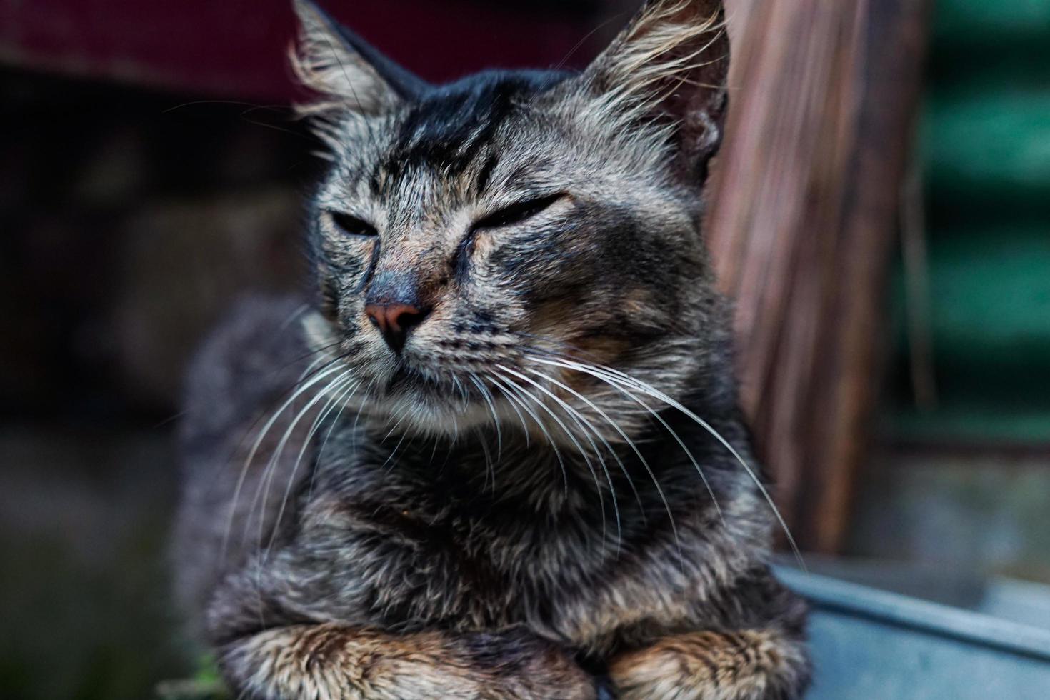 gato loreng, también conocido como gato garong, este gato generalmente protege la casa de las plagas de ratas foto