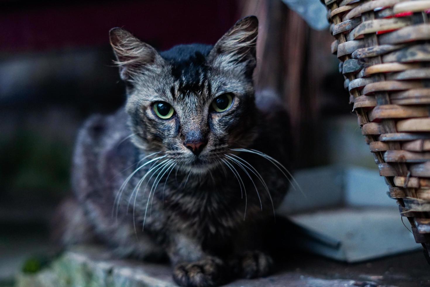 ojos de gato afilados - Fotografía de stock foto