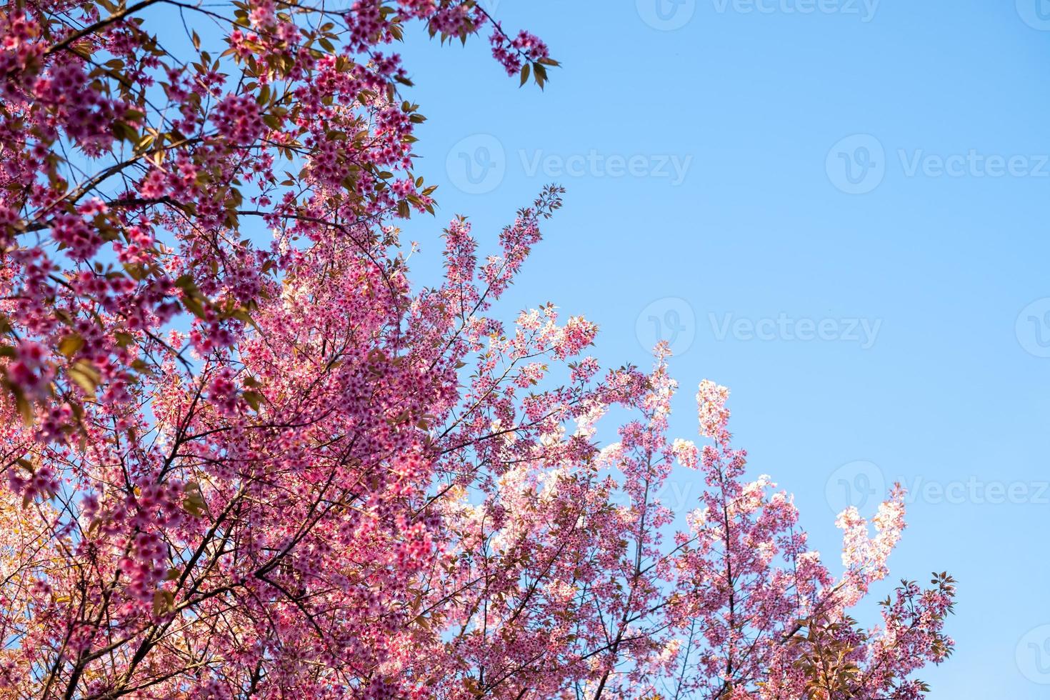 Prunus cerasoides at Chiang mai THAILAND photo