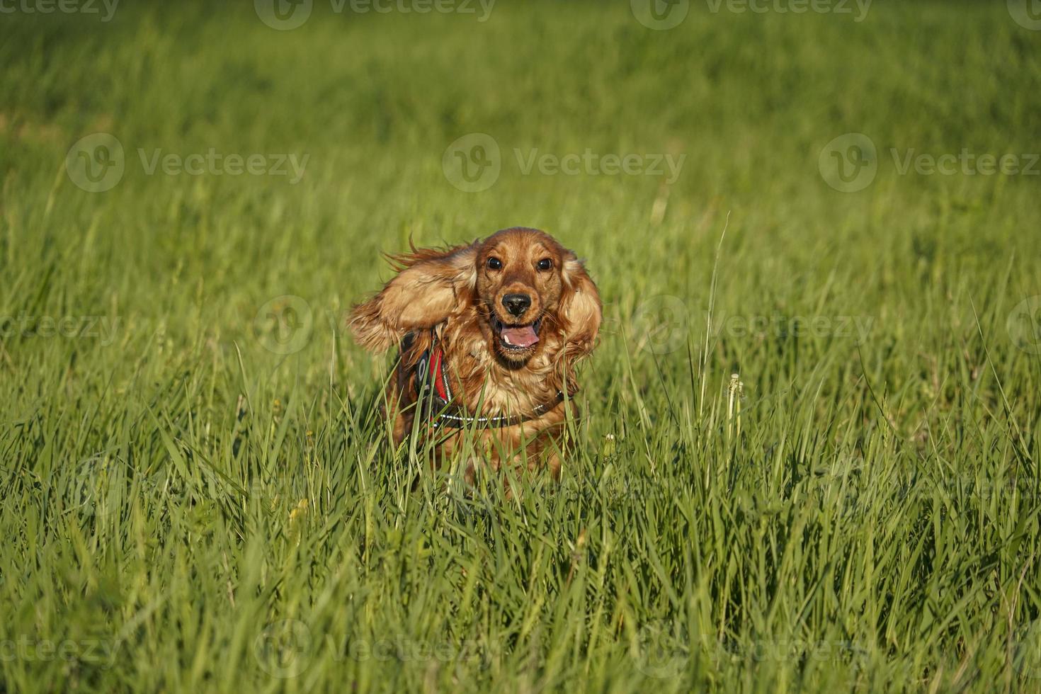 young dog running on the grass photo