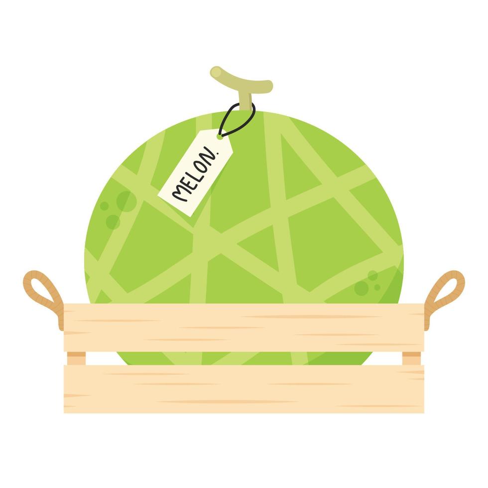 Melon vector. melon on white background. wallpaper. logo design. vector