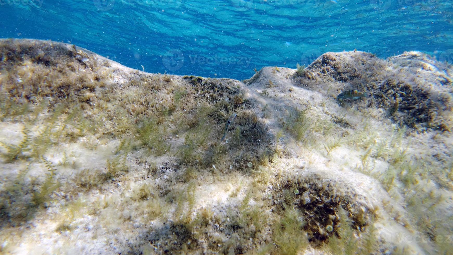 vista submarina de agua cristalina de Cerdeña mientras se bucea foto