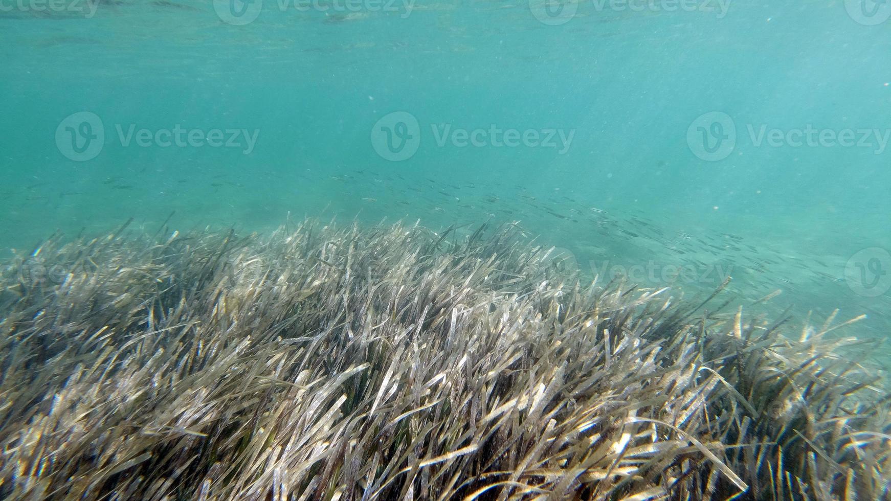 Sardinia crystal water underwater view while diving photo