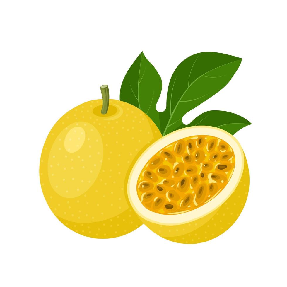 ilustración vectorial, fruta de la pasión o pasiflora edulis, aislada en fondo blanco. vector