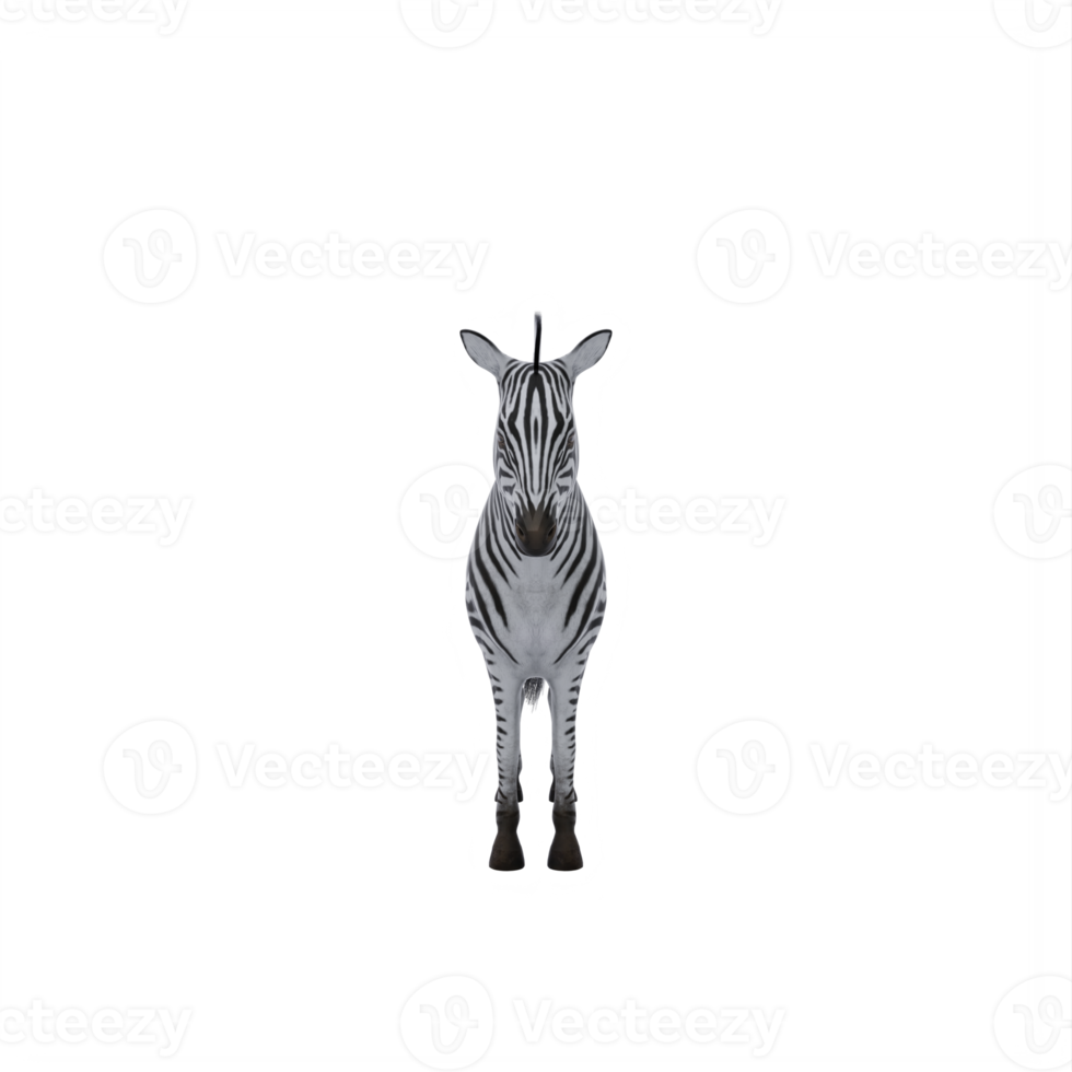 3d zebra isolated png