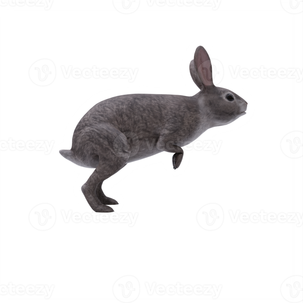 3d wild rabbit isolated png