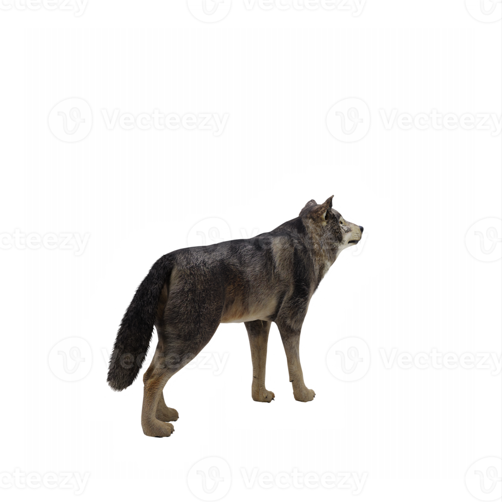 3d hout wolf geïsoleerd png