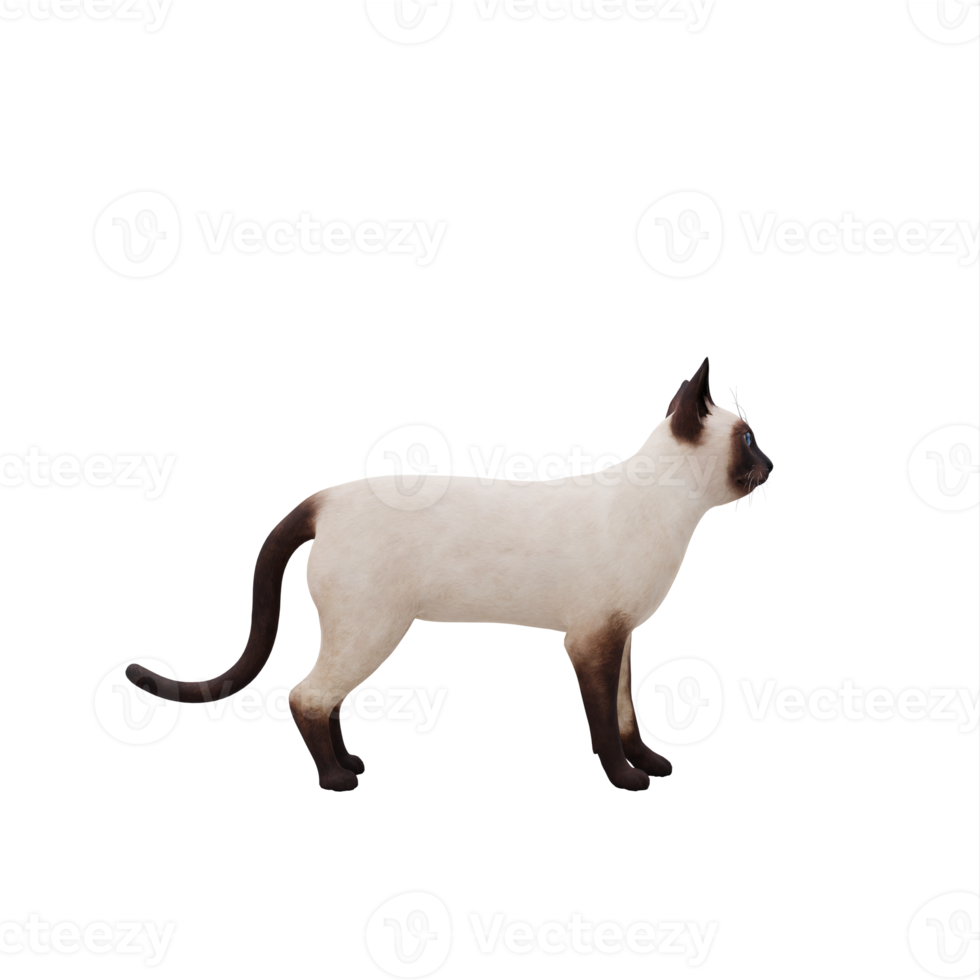 3d Siamese Cat isolated png