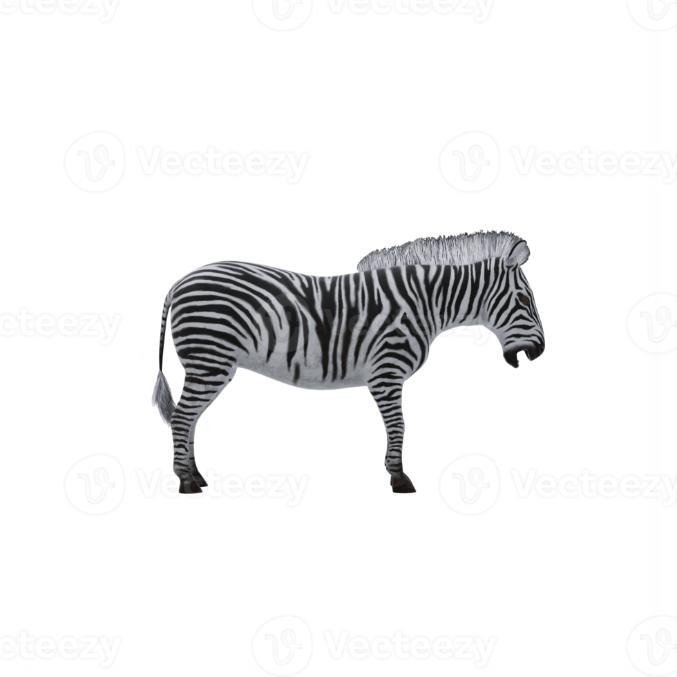 3d zebra isolated png