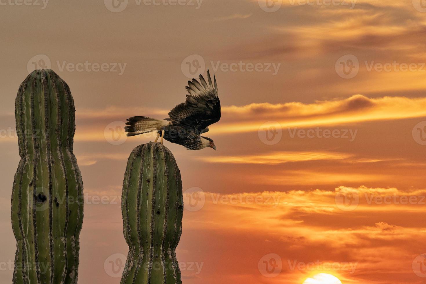 Caracara cheriway crested falcon on cactus at sunset photo