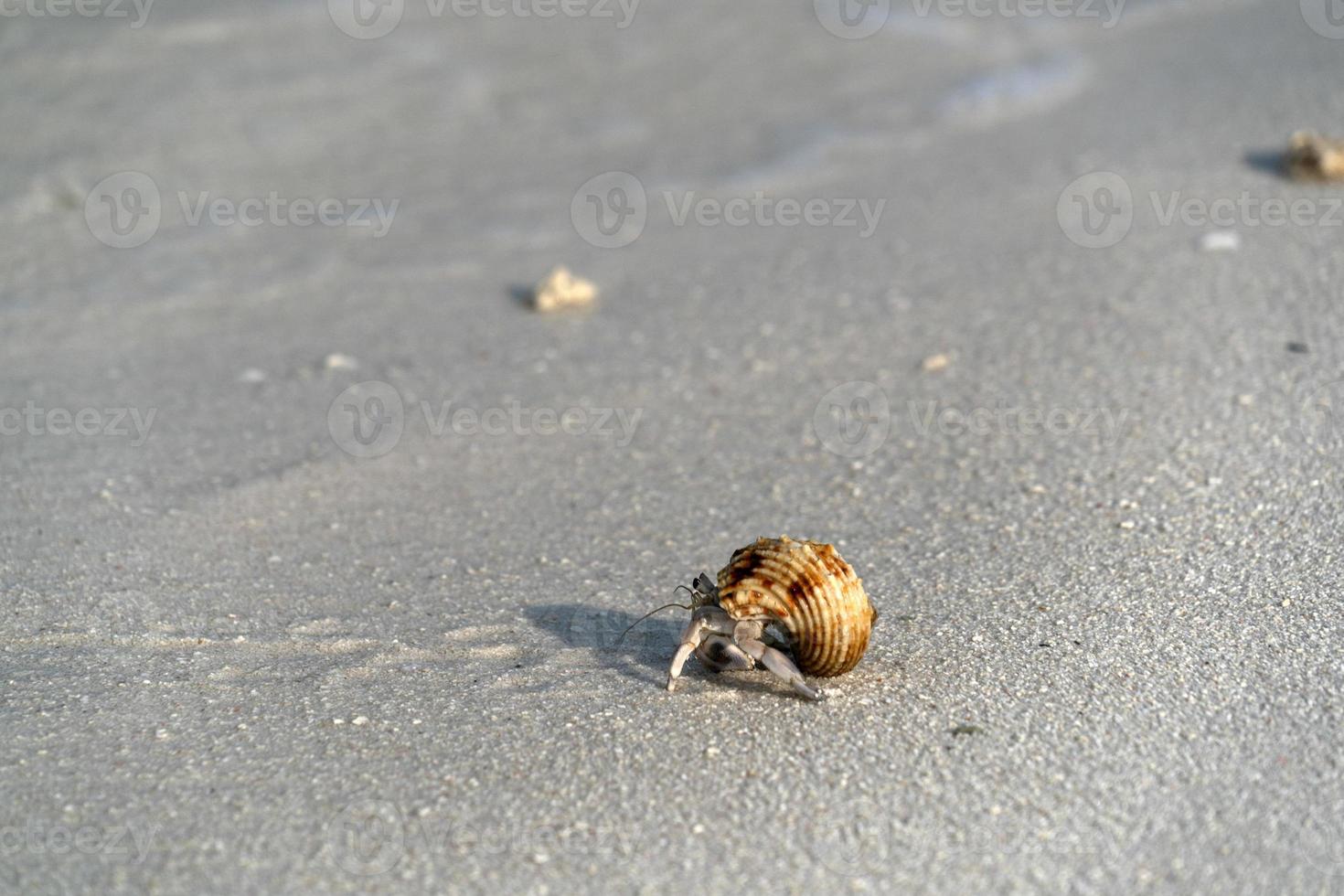 Hermit crab on white sand tropical paradise beach photo