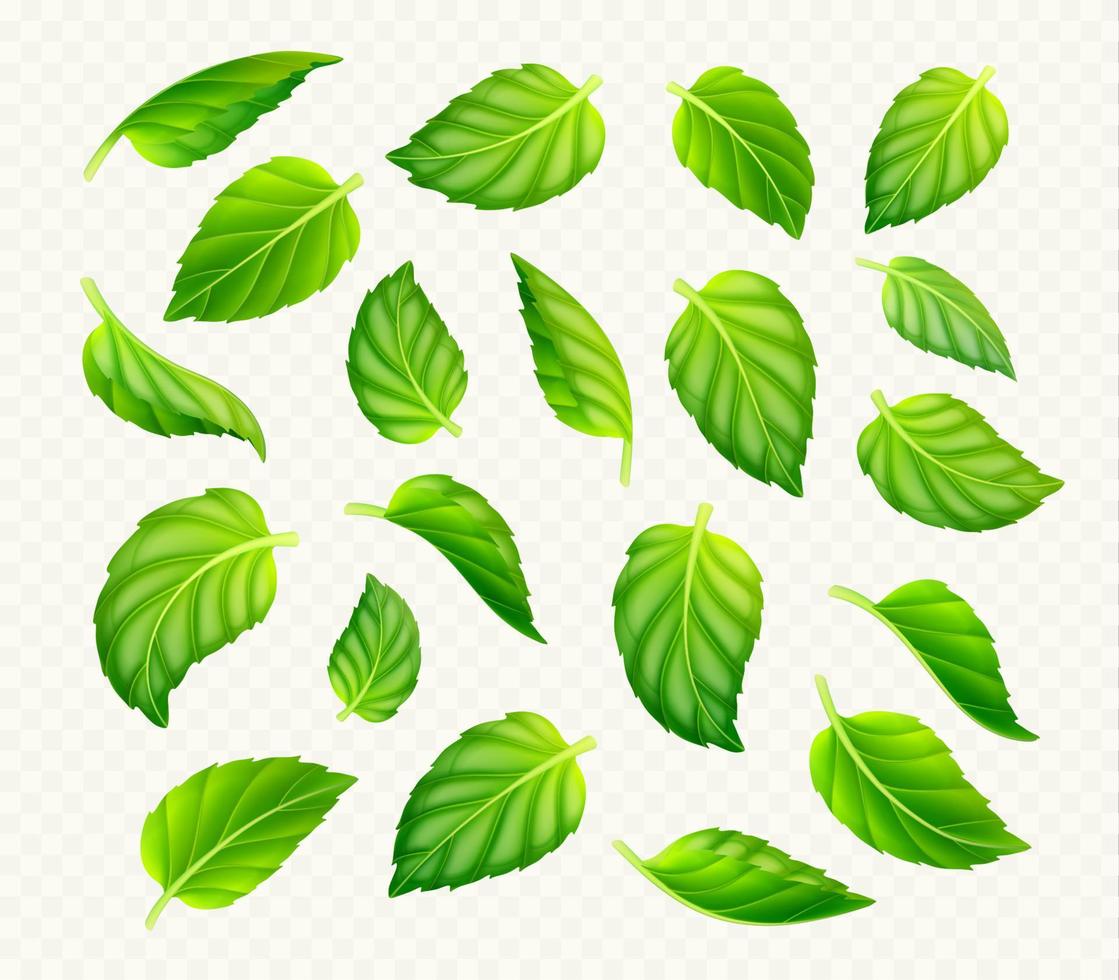 Set of green tea or mint leaves isolated vector